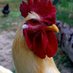 Chickens Are Hilarious (@chickensRfunnny) Twitter profile photo