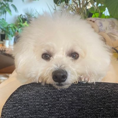 nanase_sf6's profile picture. スト6 /C春麗   適当に招待ブッパするので都合が悪かったら無視してください🙏