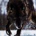 a beast (@littermaker) Twitter profile photo a beast (@littermaker) Twitter profile photo