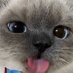 inqy 😼 (@inqydinqy) Twitter profile photo inqy 😼 (@inqydinqy) Twitter profile photo