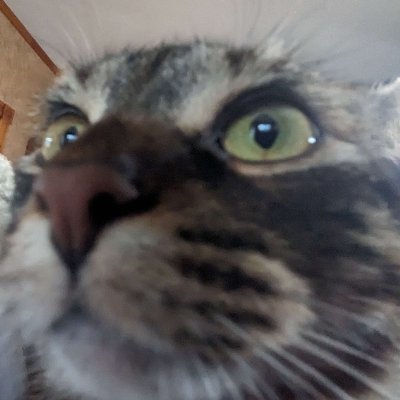 Art, Gaming, and Cringe compiled into a few megabytes of data.