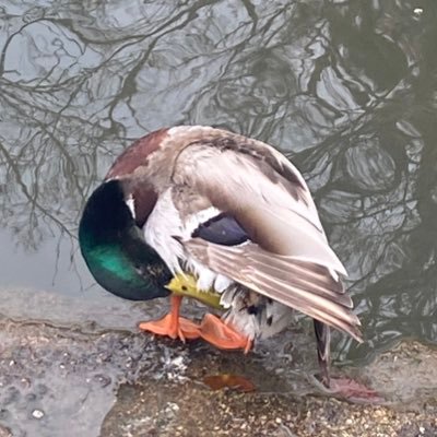 rururukyyoto's profile picture. kyoto.u J