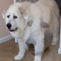 isaidalex (@isaidalex_) 's Twitter Profile