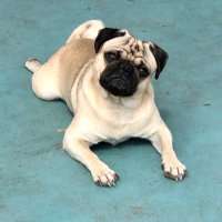 Puglife™️(@TheDelleney) 's Twitter Profile Photo