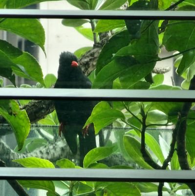 its_me_miku's profile picture. 