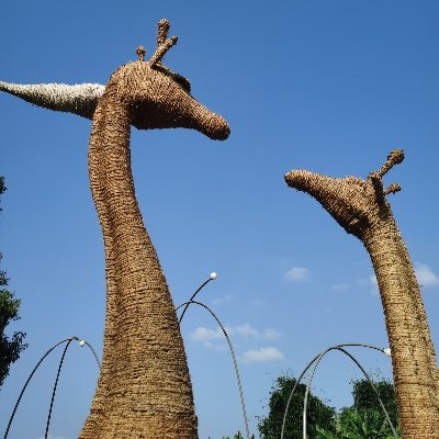 shozhuchzi8320's profile picture. UP 一颗菜籽的力量，不断破土向上。