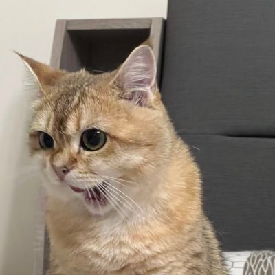 YuhanLin_yl's profile picture. this is a chaotic place, enter at your own risk || Taiwanese
