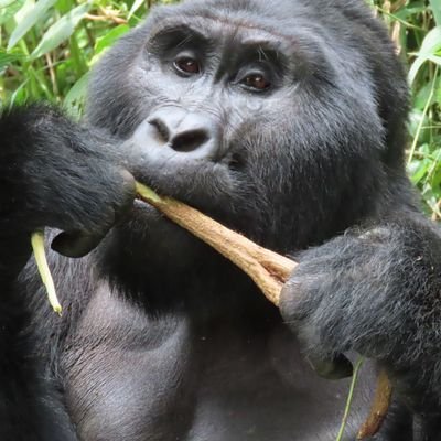 A Leading tour and travel company in Uganda.
WhatsApp: +256704191714
E-mail: accoladetours@gmail.com