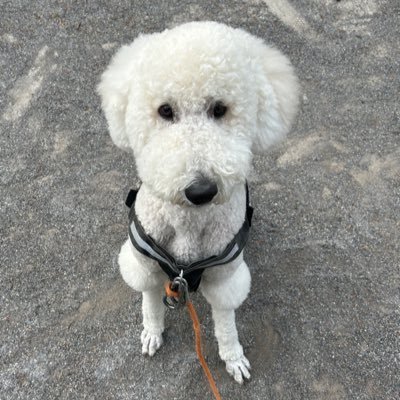 qihitngshi38980's profile picture. ガザ攻撃は許し難いジェノサイド
パレスチナ問題に特化して現地のSNS情報を紹介
フェイクの可能性があるものは取り上げませんが最終は各自の判断
専門家ではないので基本コメントせず
ハマス支持ではありません