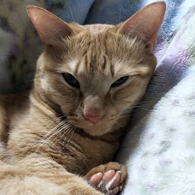 koku10say's profile picture. ゲーム（APEX、ポケモンユナイト、OW2、スプラ3）や日常、愚痴などなど呟いている通信制高校に通う19歳👨男性です🚹
サブ垢やゲーム垢は整理めんどくさいので作っていません！(  `｡•ω•｡´)
カラオケと歌はクソが付くほど大好きです🎤♪オススメの曲あったらぜひ教えてください🙏✨