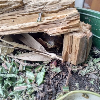 smoltartarugo's profile picture. 