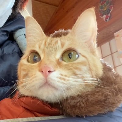 まるドラの女の子です。ニャンコ星からネーネ(飼い主)のところへやってきました。ちまたではあたちのことを保護猫というそうです。