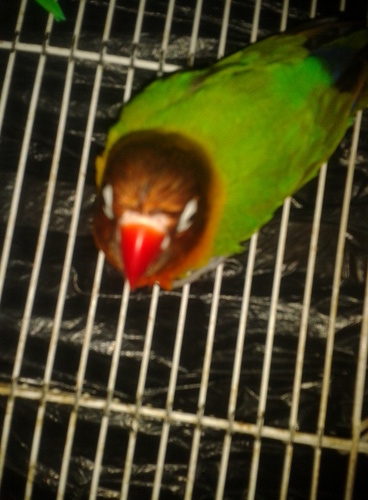 AgapornisA's profile picture. PÁJAROS EN EL ALAMBRE VIENDO COMO DESTRUYEN ESTE PAÍS NUESTRA ASQUEROSA CLASE POLÍTICA