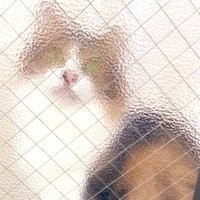 かもぴ (@_kamokamone) 's Twitter Profile Photo