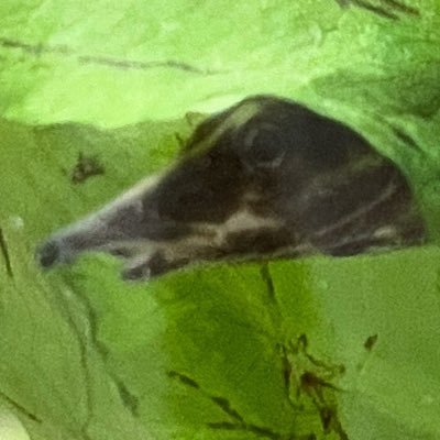 MakarTheEel's profile picture. a place where I post photos and videos documenting the growth of my fire eel named Makar after the elden ring boss! current tank size: 75 gallons