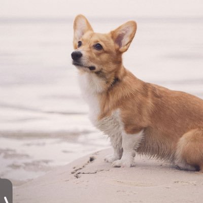 luck_muguet's profile picture. 