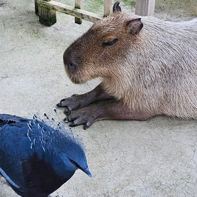 Taguchiさんのプロフィール画像