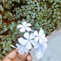 Jaded Facets (@sahidaisy) 's Twitter Profile
