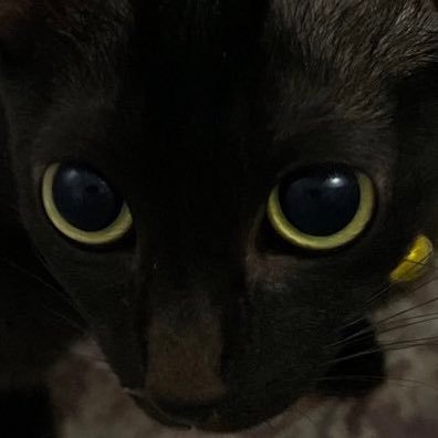 ネコ sddefault.jpg