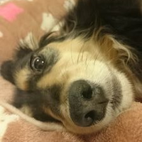 ジェリコ (@metaljericho) 's Twitter Profile