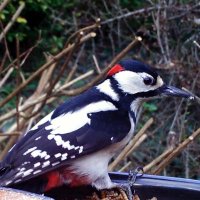 Garden Birds 🐦 (@wesp333) 's Twitter Profile