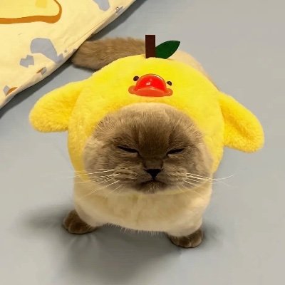 Noel The Duckさんのプロフィール画像