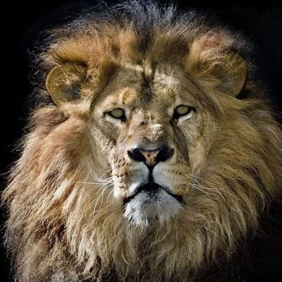 JeanlucMbra1's profile picture. NEBNJ85A