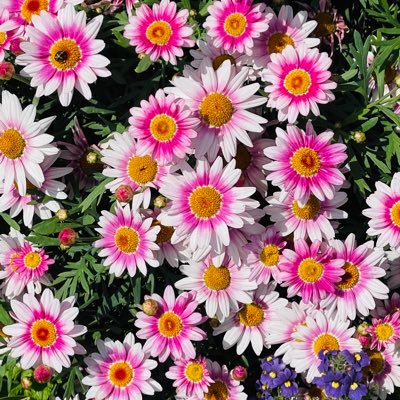 花、風景、空、グルメ。iPhone16 Proのカメラテク上げたい。ゴルフ上手くなりたい。無言フォロー、リポスト歓迎。楽天お買いものパンダ集めてます🐼