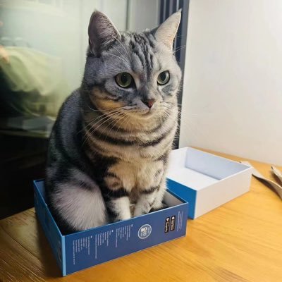 Lichzhao's profile picture. I am a Gameplayer！