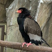 haschimoti🦅 (@9sozsh3mwe47771) 's Twitter Profile