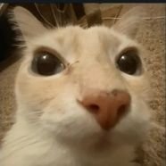 bobtail_kitties's profile picture. 