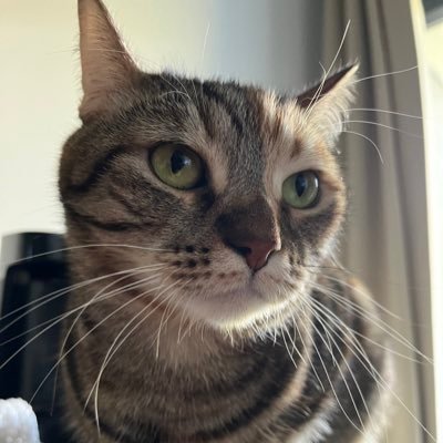 kivi_the_cat's profile picture. 