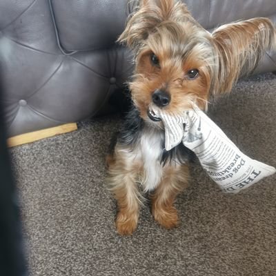 Cavewomen171's profile picture. Pure blood globalists can 🤬 off. Geordie lass 🇬🇧 Trump MAGA 🇺🇸 happily married ❤️ I voted #brexit #votereform #nigelfarage