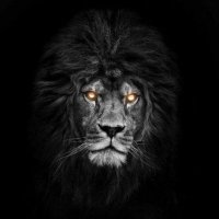 أسد 🦁 (@lioon2028) 's Twitter Profile Photo أسد 🦁 (@lioon2028) 's Twitter Profile Photo