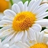 زهرة أور (@smanaalias) 's Twitter Profile