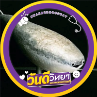 💛💜 รักน้ำ รักปลา Grouper 🫧🐟(@circle_of_ray) 's Twitter Profile Photo