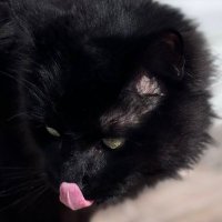 Joseph Grinch (@grinchjoseph) 's Twitter Profile