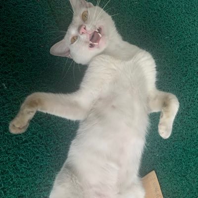 tehkotakjasm's profile picture. 