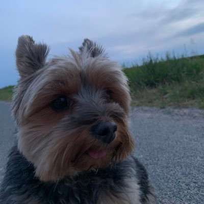 resvalhype's profile picture. plus tu pédales moins vite moins t’avances plus vite