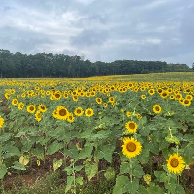 AlvisFarmEvents's profile picture. 