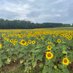 Alvis Farms Events (@alvisfarmevents) Twitter profile photo Alvis Farms Events (@alvisfarmevents) Twitter profile photo