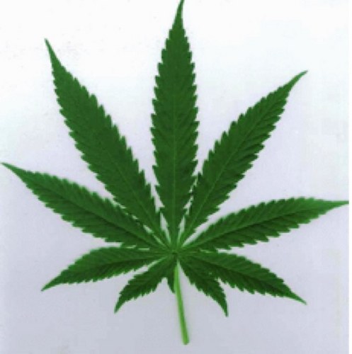Weed_Tweets_'s profile picture. Follow for the best weed tweets and help me build a stoner army. I follow back!
