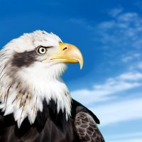Satoshi (@script220) 's Twitter Profile