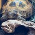 Pepitasaurus (@larusapepita) Twitter profile photo Pepitasaurus (@larusapepita) Twitter profile photo