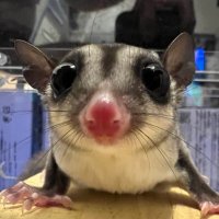 🎁大魔神ぐぅすけサブ垢 (@guusuke0920) 's Twitter Profile