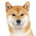 柴犬 (@shibainu_futsu) Twitter profile photo 柴犬 (@shibainu_futsu) Twitter profile photo