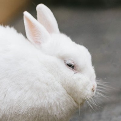 しろうさぎさんのプロフィール画像