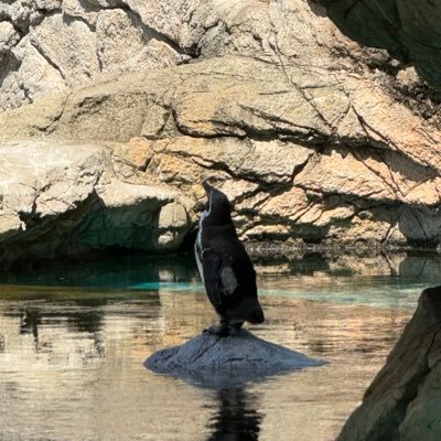 globe_cat's profile picture. 