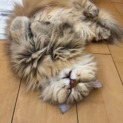 𝕺アルスさんのプロフィール画像