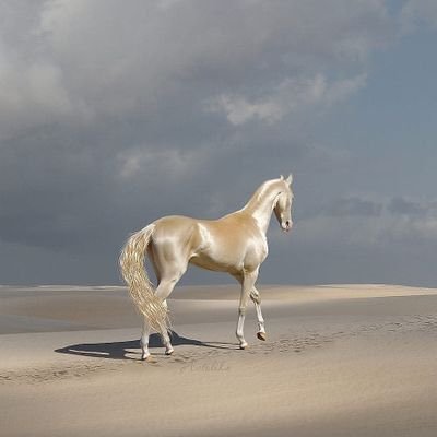 DjibrilIdi360's profile picture. Extravertie